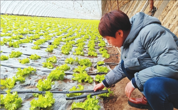 節能、智慧、環保于一體 智慧溫室綠意喜人