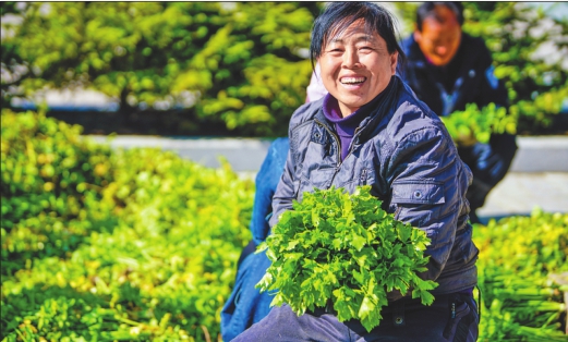 芹菜熱銷窮村摘帽