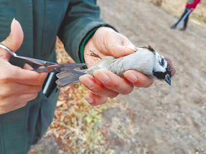 冰城志願“護鳥人” 兩年救鳥近萬隻