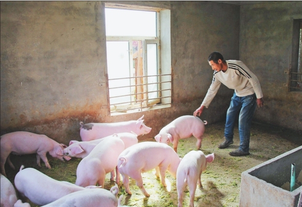 養豬致富“拔窮根兒”