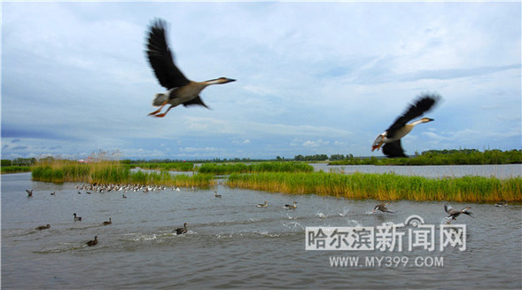 冰城濕地已增至19.95萬公頃 濕地公園16處