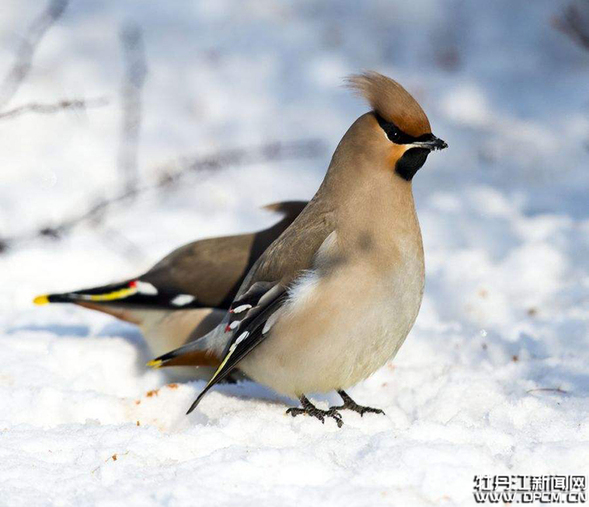 牡丹江：幸福雪城飛來千余太平鳥