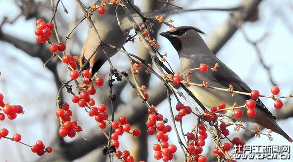 牡丹江：幸福雪城飛來千余太平鳥