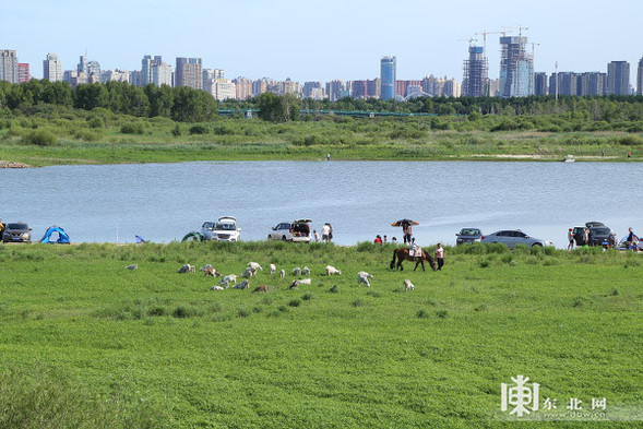 哈爾濱大劇院周邊濕地: 一天清出17袋垃圾