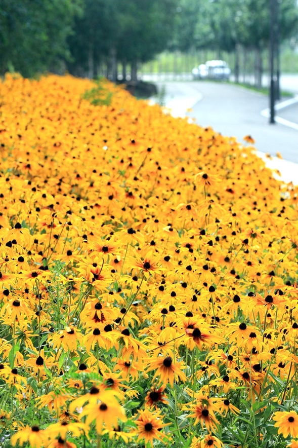 松花江邊有條花海路