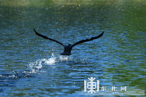 大興安嶺呼瑪縣城生態好候鳥競相來安家