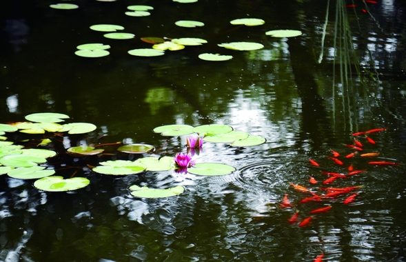 魚戲荷花間