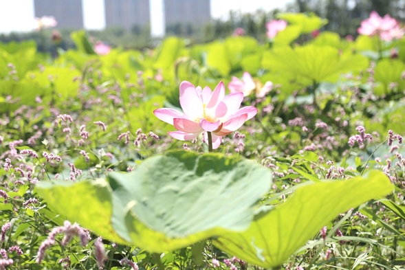 哈爾濱兆麟公園出生小鴛鴦達到148隻