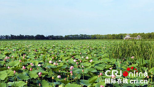 哈爾濱市方正縣：盛夏賞蓮好去處