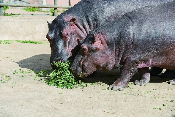 動物撩妹動作排行榜出爐