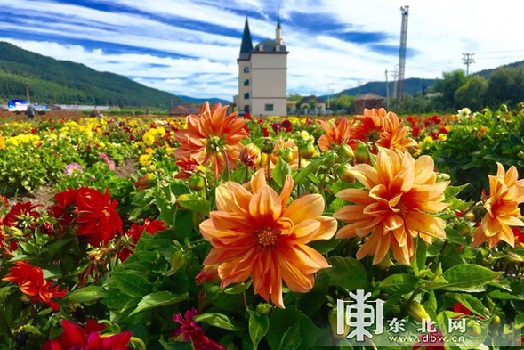 鮮花組成的”航空母艦”黑龍江大美花海