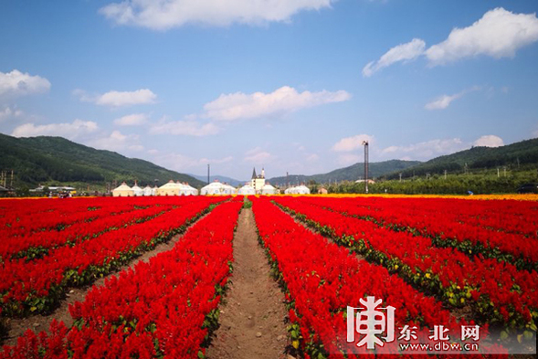 鮮花組成的”航空母艦”黑龍江大美花海