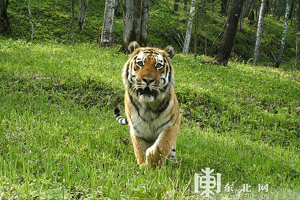 東北虎豹國家公園發現10隻野生東北虎