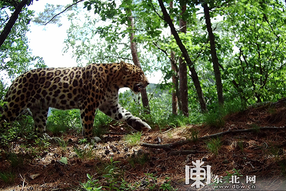 東北虎豹國家公園開展反盜獵技能培訓 保護東北虎豹