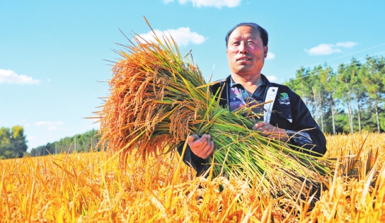 黑龍江——全國最大優質粳稻主産區