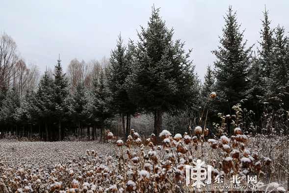 “中國最冷小鎮”呼中飄起浪漫雪花