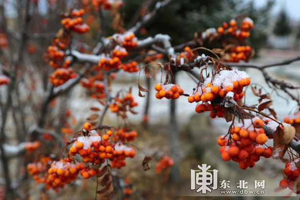 “中國最冷小鎮”呼中飄起浪漫雪花