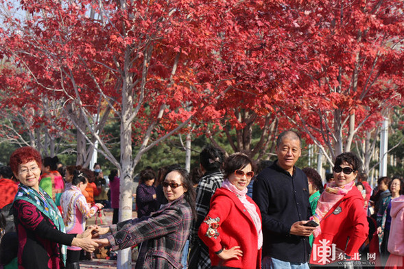 深秋落葉美 哈工程等校園成秋遊網紅地