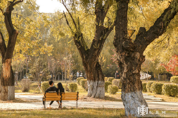 深秋落葉美 哈工程等校園成秋遊網紅地