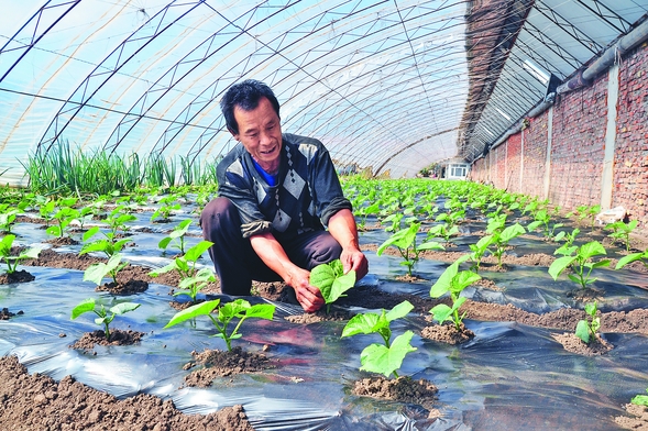 大棚蔬菜種出幸福生活