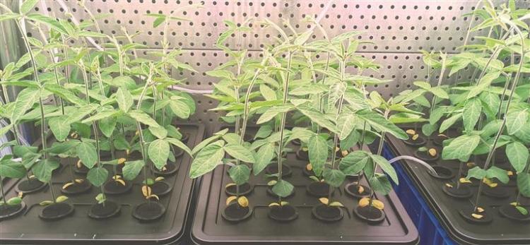 種業創新為大國糧倉築牢豐收根基