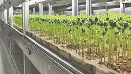 良種“黑河43”“龍粳31”全國推廣面積最大