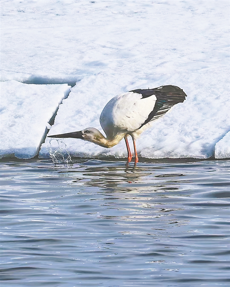 浪漫春雪迎鳥歸