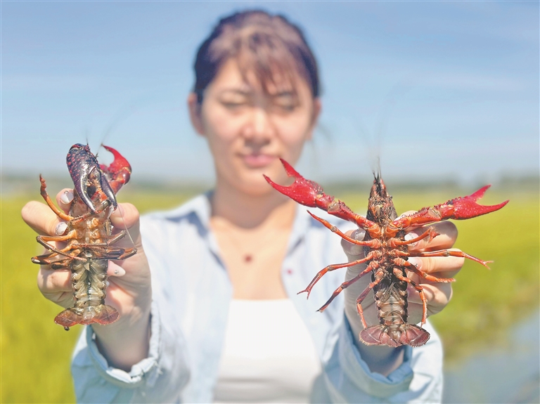 寒地小龍蝦“遊”出致富新路徑