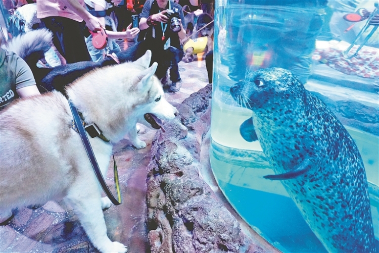 哈爾濱極地公園開啟首屆“極地·萌寵友好日”