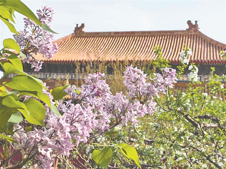 百年丁香：花海扮靚一座城
