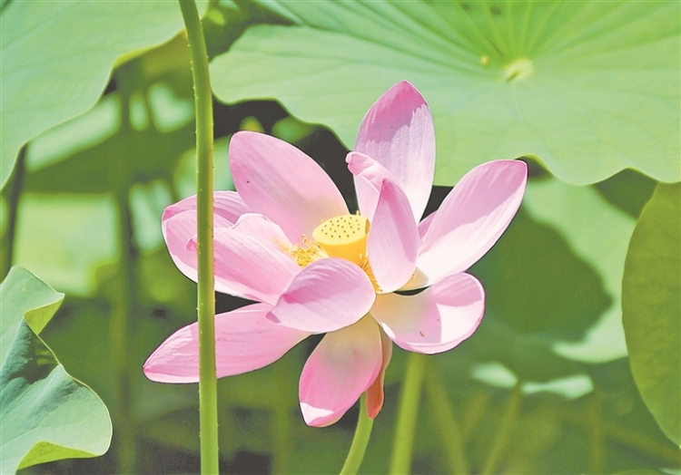 荷花綻放 夏意滿塘