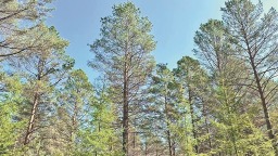 黑龍江：金融活水潤澤“綠水青山”_fororder_1111