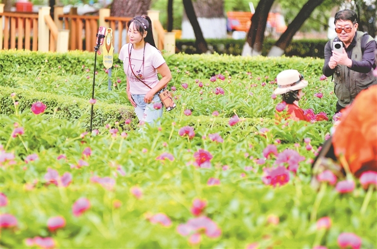 哈爾濱：將離婉婉芍藥正開_fororder_cad1cef2-0208-408e-a1da-293601a938cf