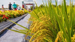 黑龍江省前三季度農業經濟持續向好_fororder_得到