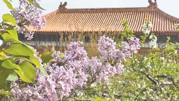 百年丁香：花海扮靚一座城