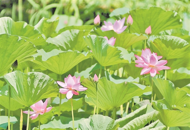 荷花綻放 夏意滿塘