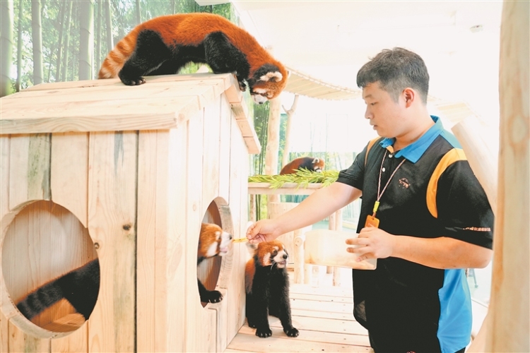 來極地公園打卡小熊貓體驗館