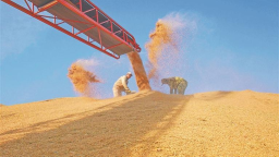 黑龍江省糧食總産躍上1600億斤新臺階