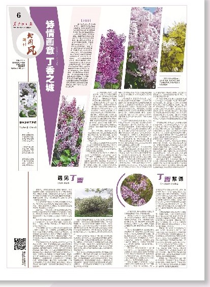 百年丁香：花海扮靚一座城