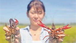 寒地小龍蝦“遊”出致富新路徑