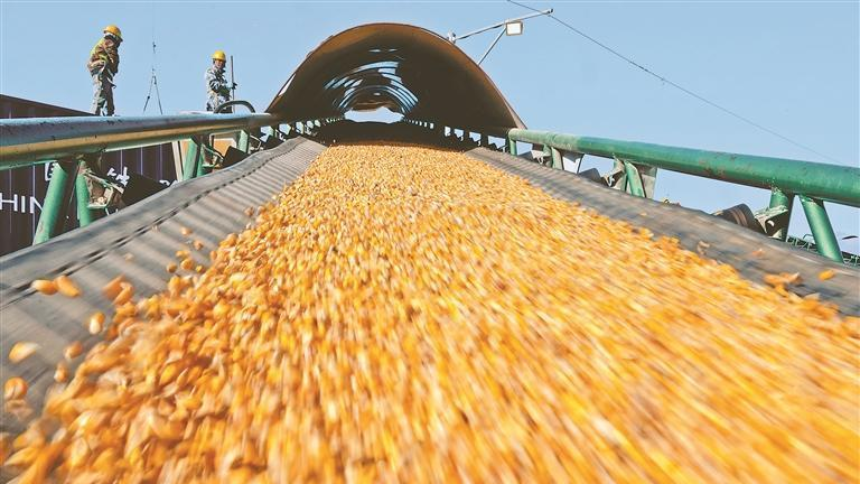 “北糧南運”正當時