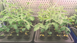 種業創新為大國糧倉築牢豐收根基