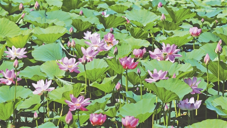 稻田綠意濃 荷花滿塘開