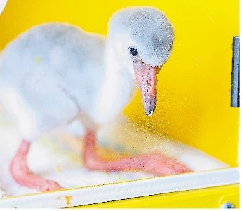 火烈鳥高緯度繁育取得新突破