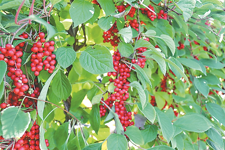 積極踐行“兩山”理念 綠水青山底色更亮 金山銀山成色更足