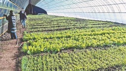 智慧溫室首茬菜收穫在望