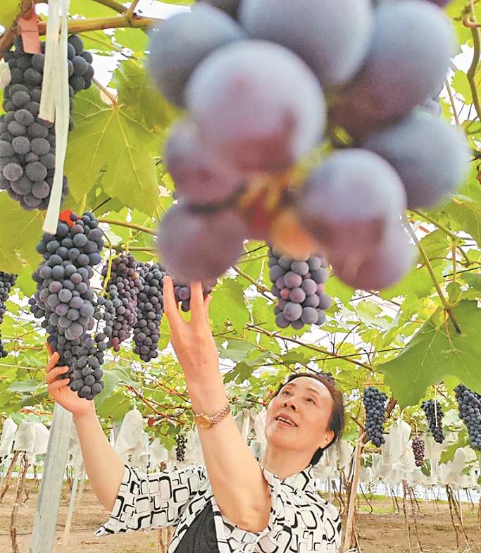 阿城 農文旅“共舞”山水間