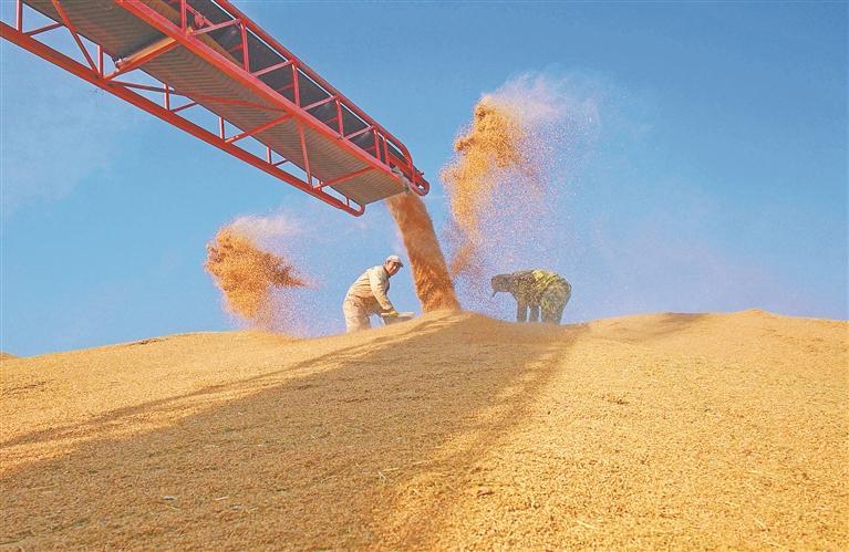 黑龍江省糧食總産躍上1600億斤新臺階