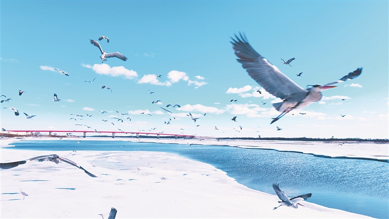 浪漫春雪迎鳥歸