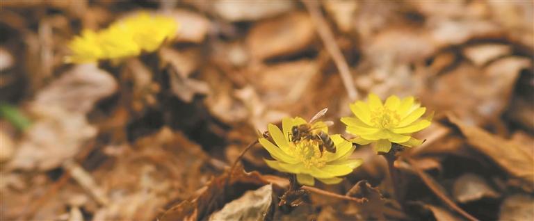 地理標誌創新發展 為鄉村振興助力賦能